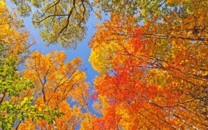 Falls Colors in Brown County State Park in Indiana